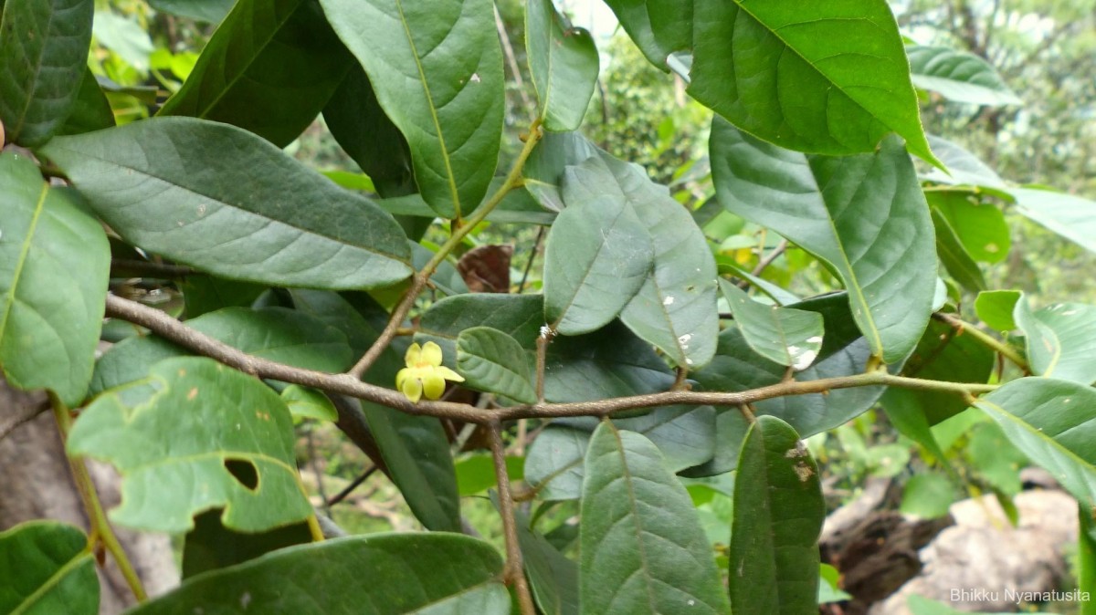 Uvaria sphenocarpa Hook.f. & Thomson